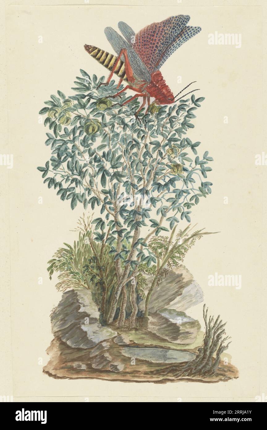 Dictyophorus spumans (Koppie-Schaum-Heuschrecken) auf einem Zygophyllum sp. (Kapernbohne), 1777-1786. Stockfoto