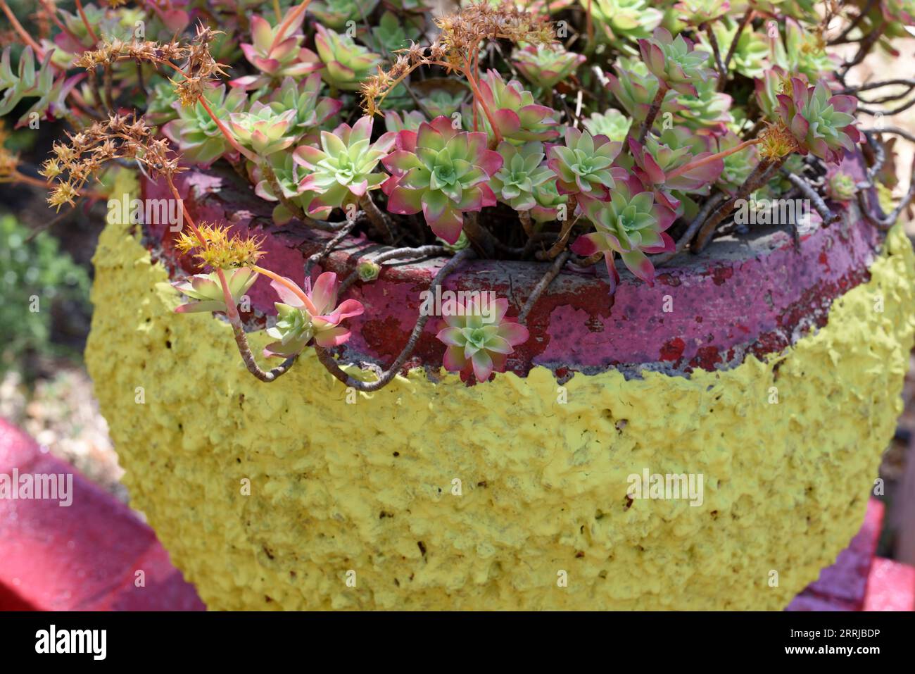 Zierbaum Aeonium, Baum-Hauseek oder irische Rose, Aeonium arborem, Sukkulenten Anbau in Kitsch-Pflanzer oder bunte Pflanztopf Stockfoto