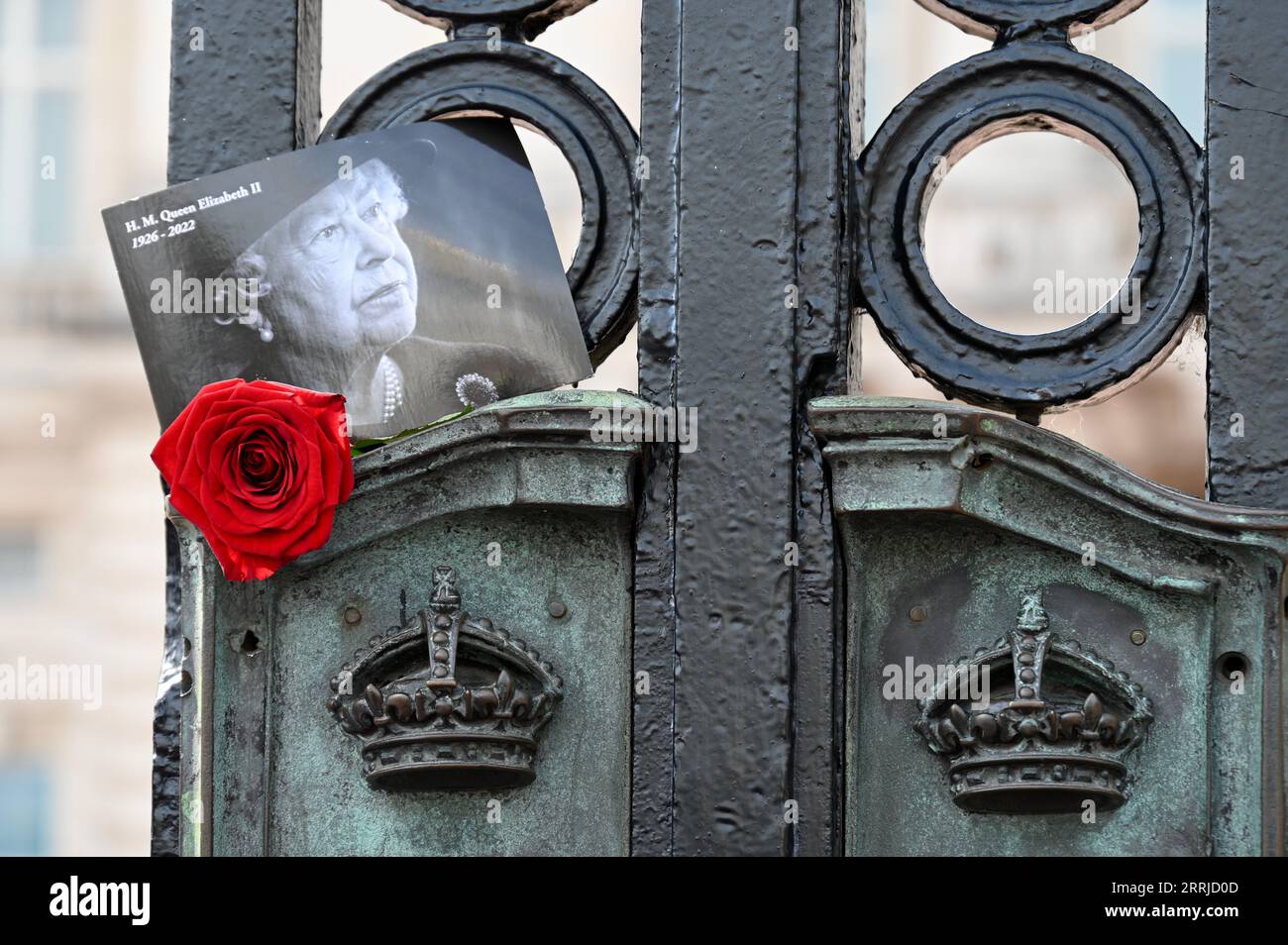 London, Großbritannien. Eine einzelne rote Rose wurde in den Schlosstoren als Gedenken an ihre Majestät platziert.der erste Todestag von Königin Elisabeth II., Buckingham Palace, London. Die Gedenktage waren mit König Charles, der sich in Balmoral befindet und heute nicht an offiziellen Engagements teilnahm, unbedeutend. Quelle: michael melia/Alamy Live News Stockfoto