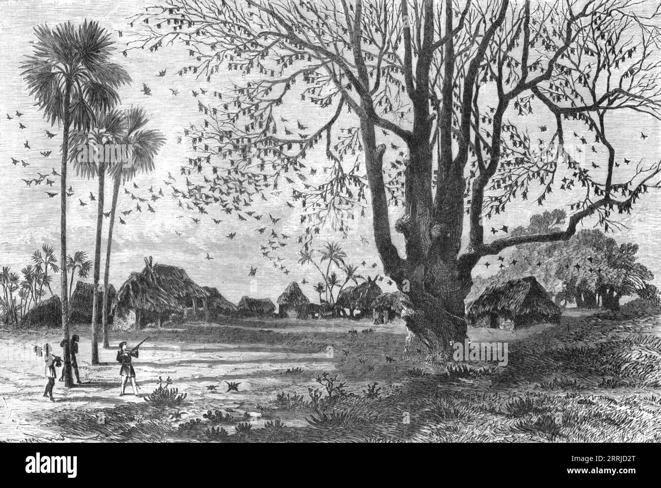 „Baum der Fledermäuse, Whydah; das Königreich Dahomey“, 1875. Aus „Illustrated Travels“ von H.W. Bates. [Cassell, Petter und Galpin, C1880, London] und Galpin. Stockfoto