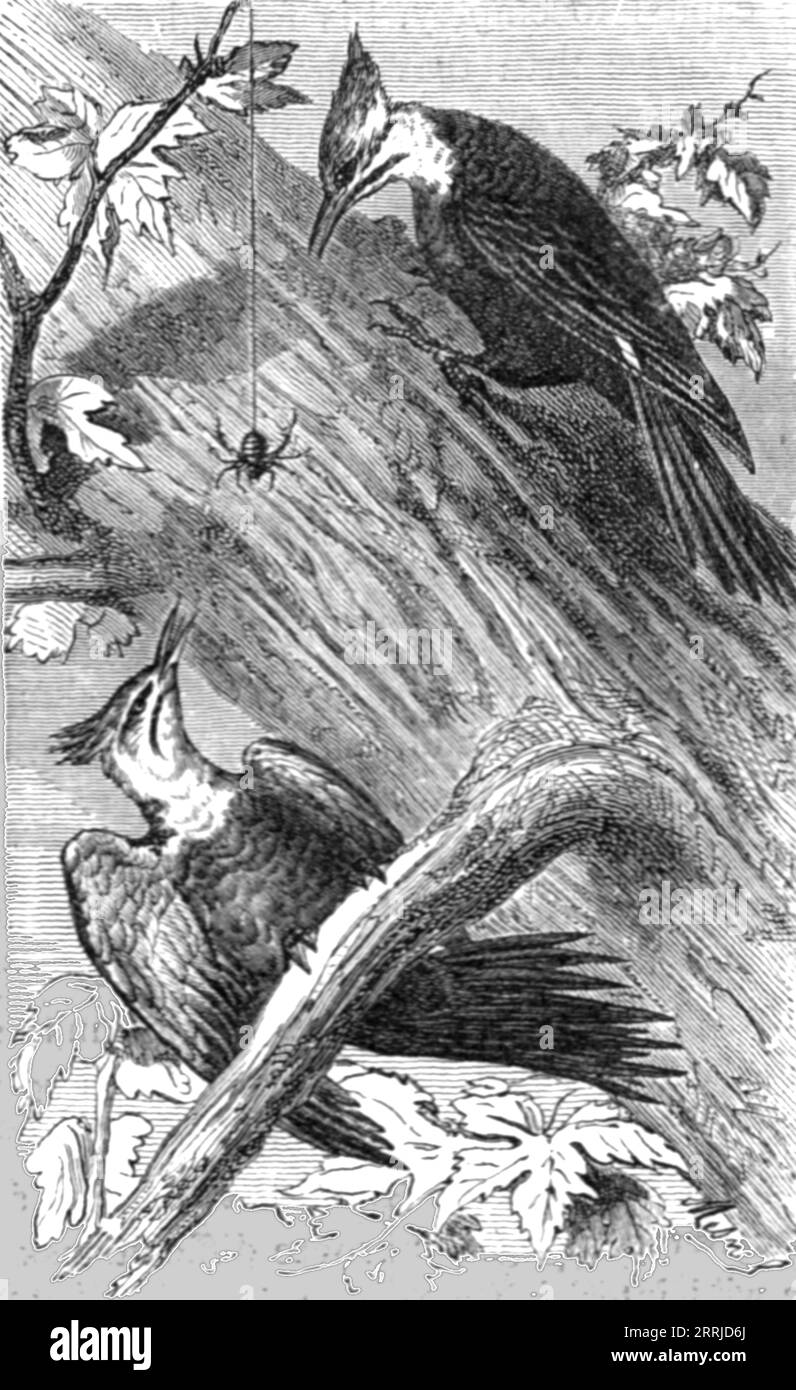 Pileatus Woodpecker; A Naturalist's Excursion in Wisconsin, 1875. Aus „Illustrated Travels“ von H.W. Bates. [Cassell, Petter und Galpin, C1880, London] und Galpin. Stockfoto