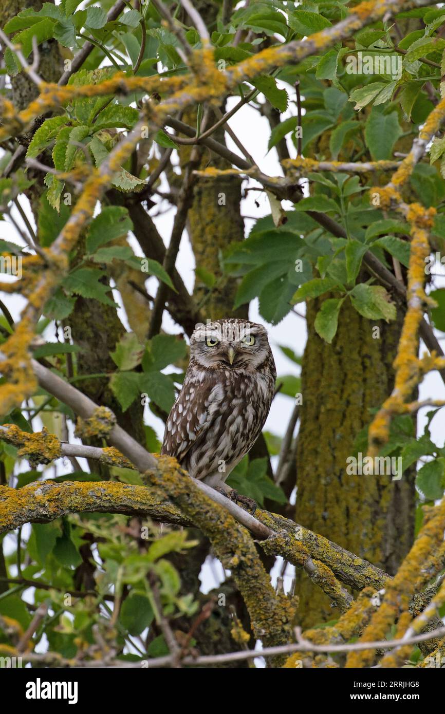 Little Owl (Athene noctua) Norfolk UK August 2023 Stockfoto