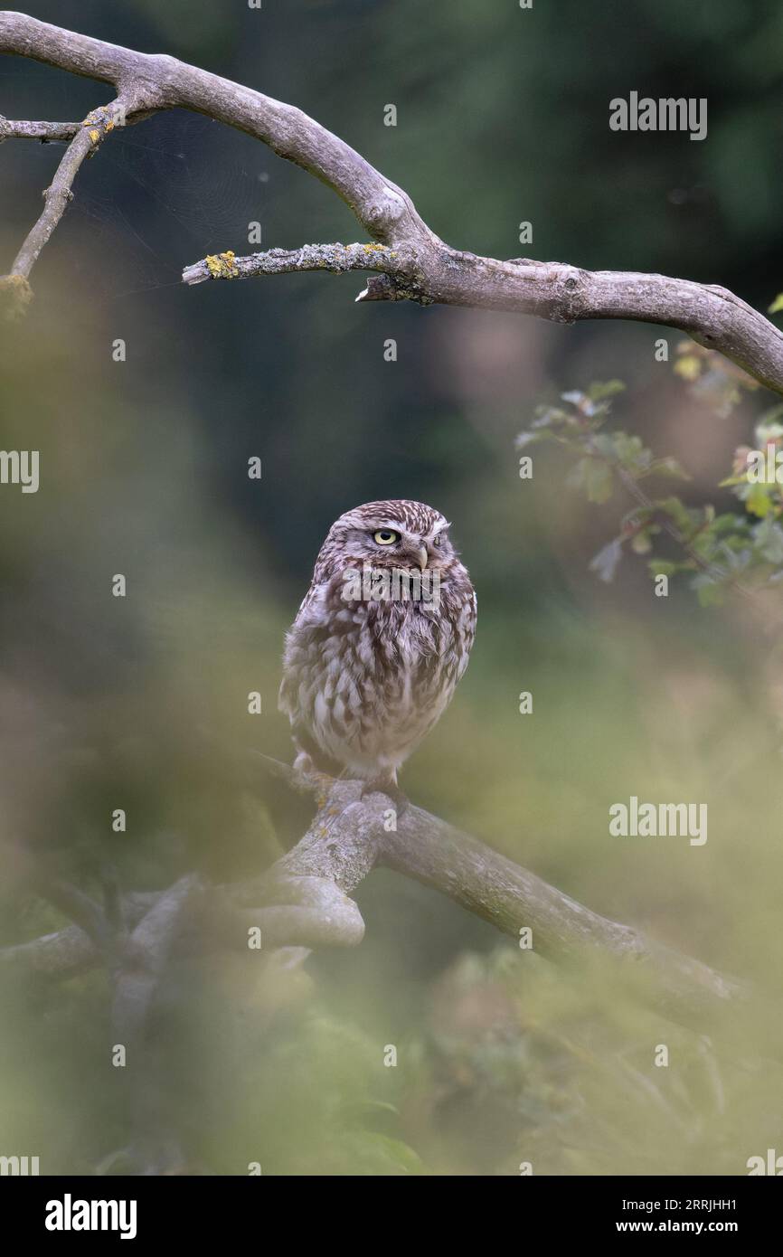 Little Owl (Athene noctua) Norfolk UK August 2023 Stockfoto