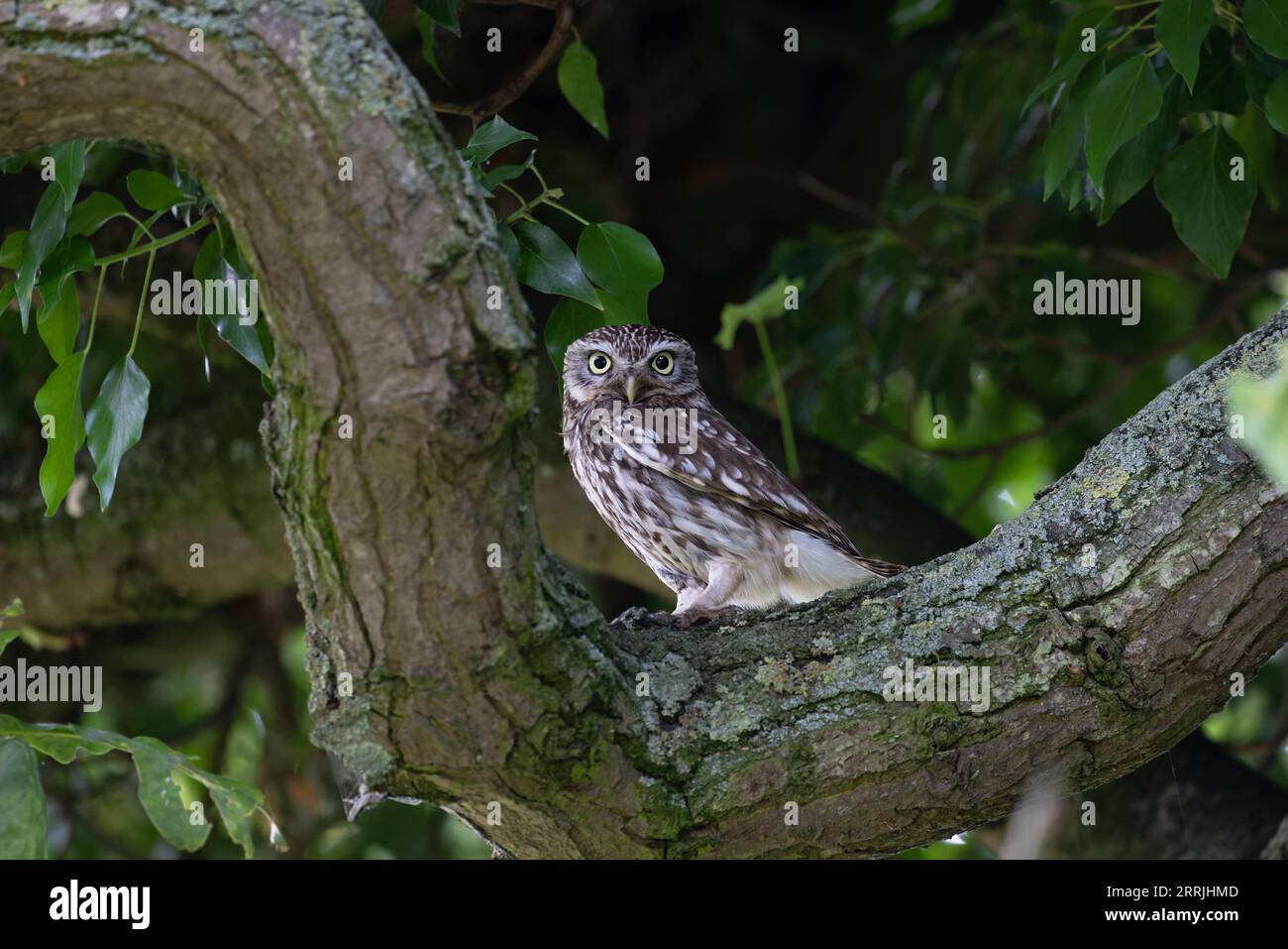 Little Owl (Athene noctua) Norfolk UK August 2023 Stockfoto