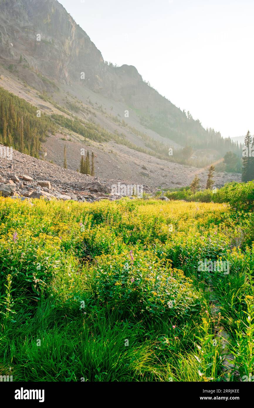 Hochalpenwiese mit Wildblumen in der Oregon Wilderness Stockfoto