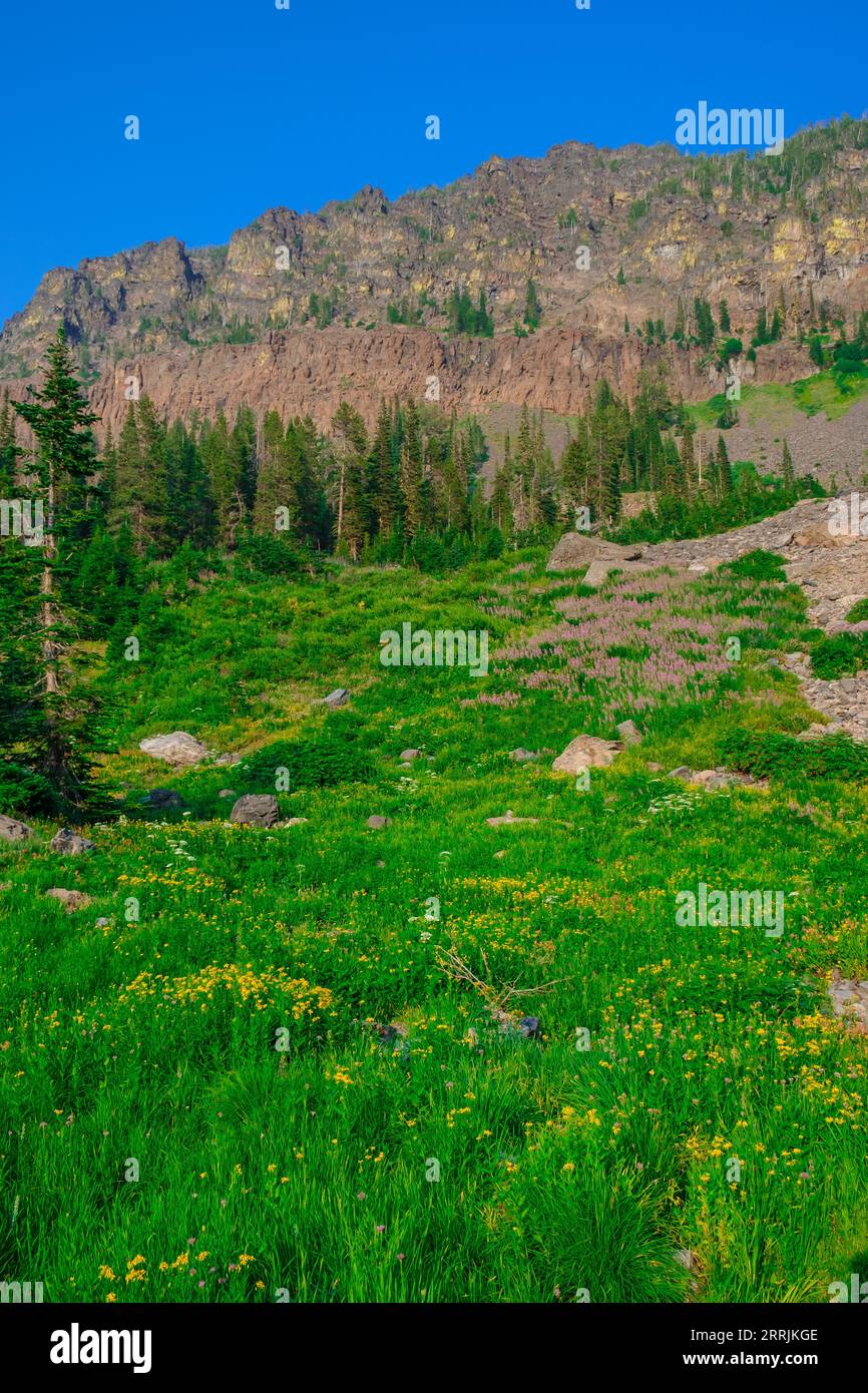 Hochalpenwiese mit Wildblumen in der Oregon Wilderness Stockfoto