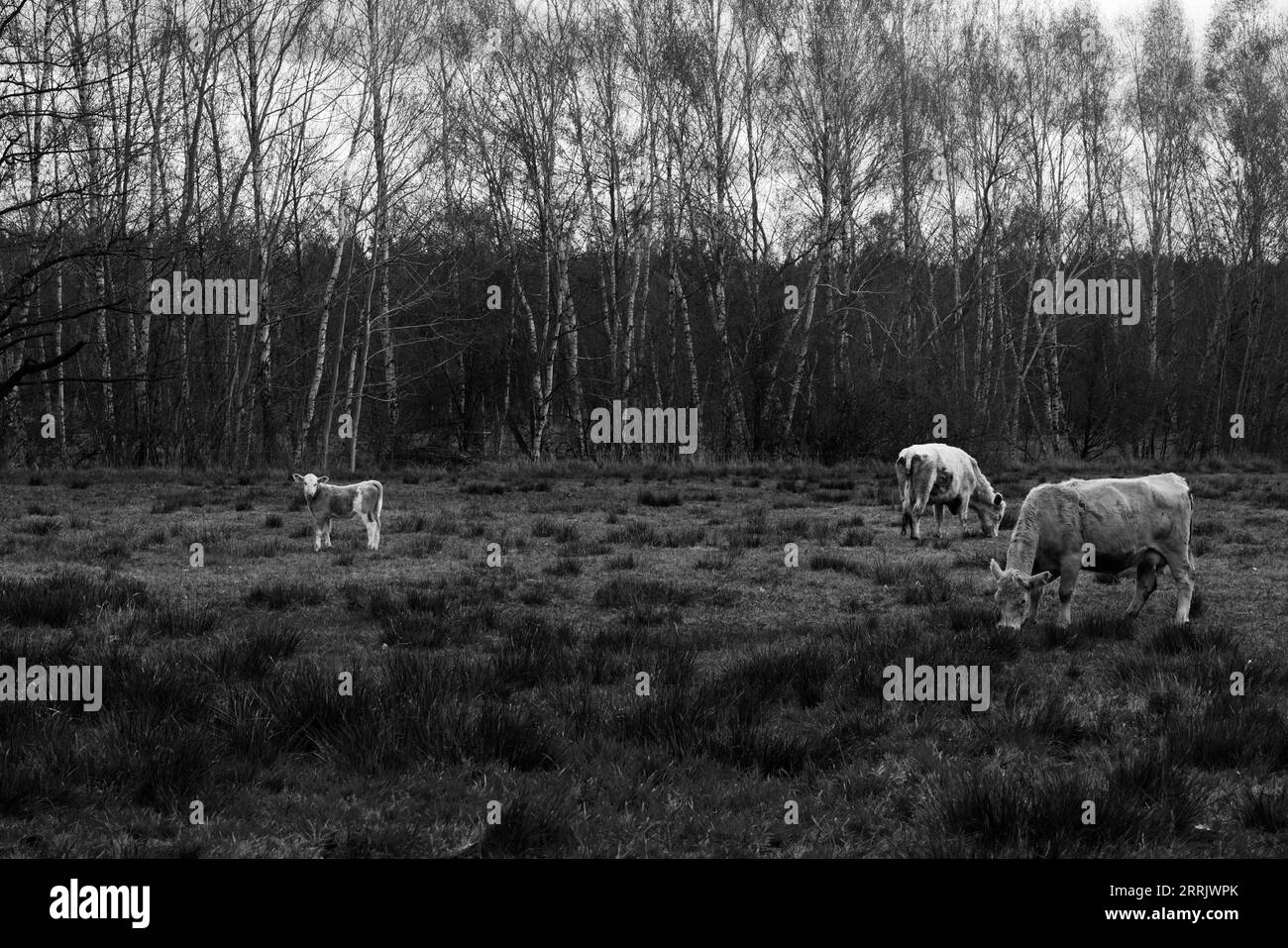 Weibliche Hausrinder während der Weidefütterung, schwarz-weiß Stockfoto