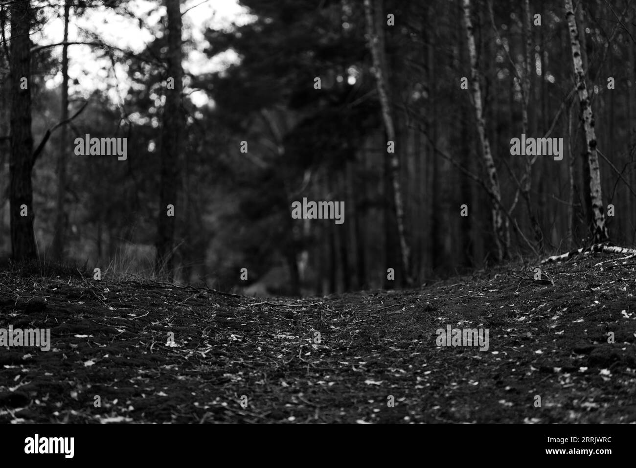 Ein Waldweg zum Wandern und Radfahren, geringe Feldtiefe, selektive Schärfe, verschwommenes Bokeh, kein Ai, Schwarz-weiß Stockfoto