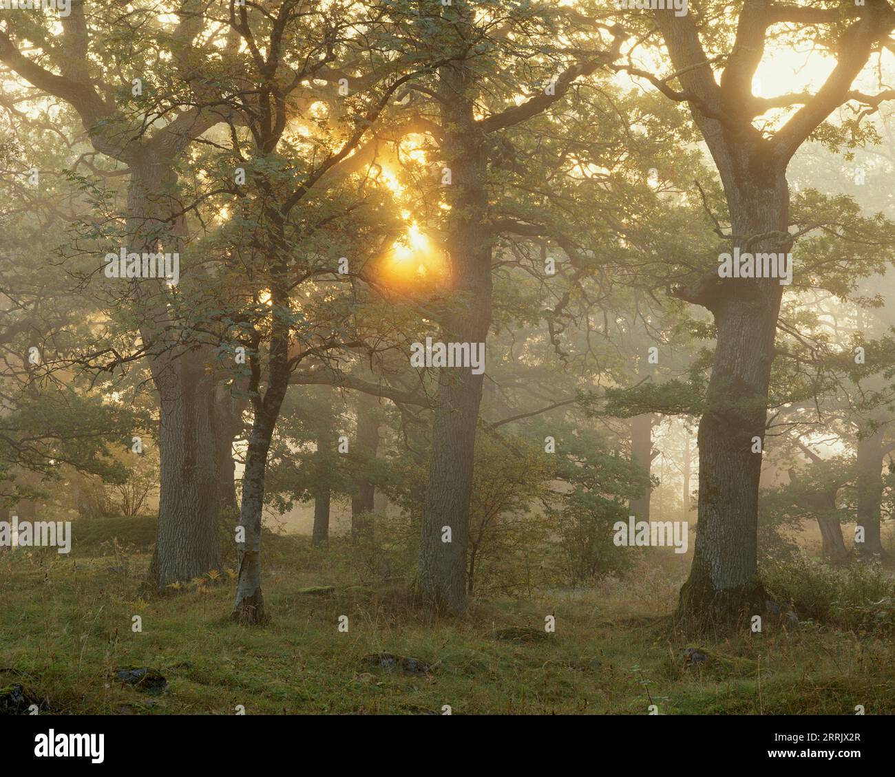 Schweden, Uppland, Norr Malma, Eichen bei nebelndem Sonnenaufgang Stockfoto