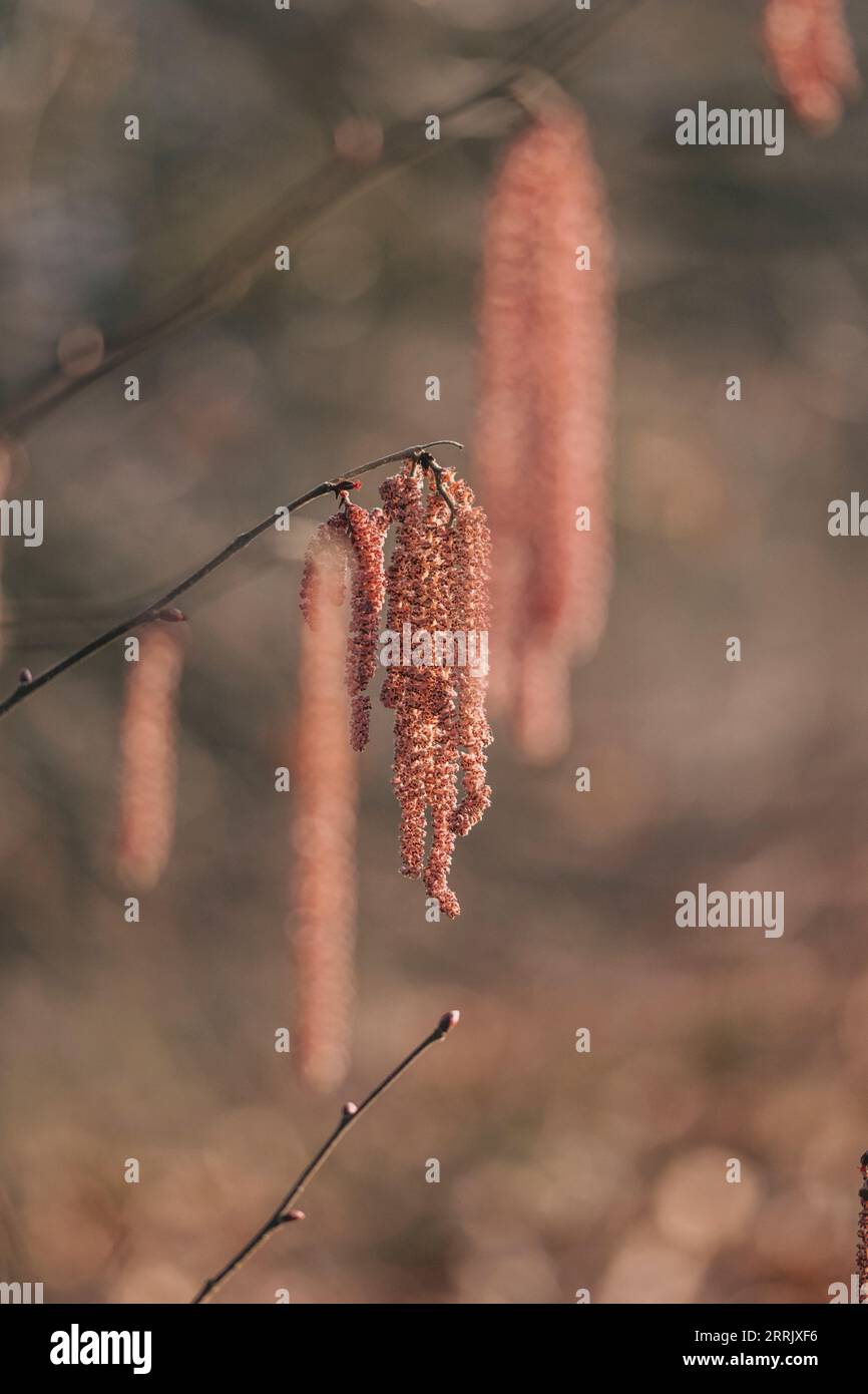 Naturfoto, blumenkatkin von Haselnüssen mit rotem Blatt Stockfoto