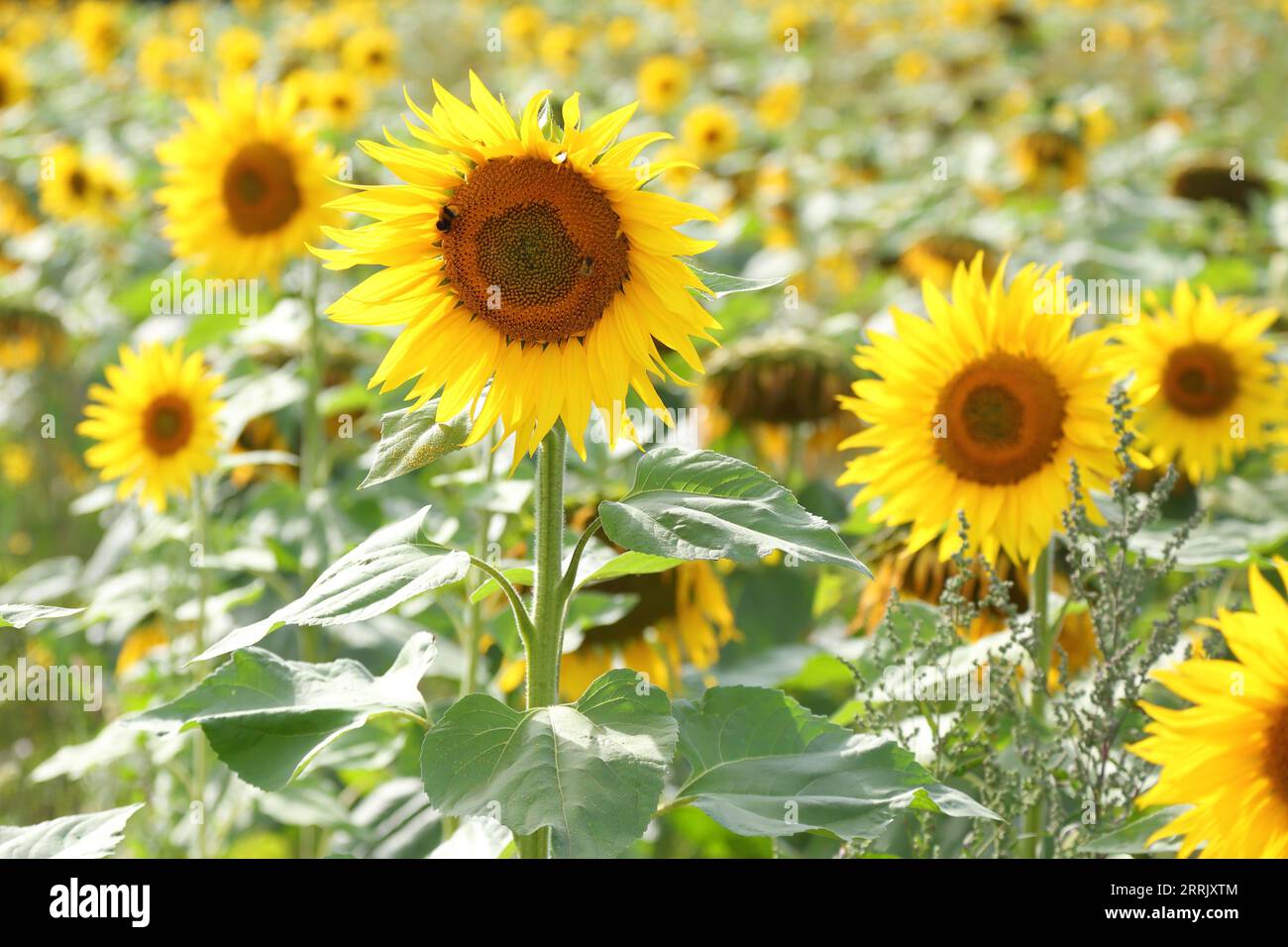 Stonor, Vereinigtes Königreich, 8. September 2023. Wetter in Großbritannien - die Sonnenblumen (Helianthus annuus) im Stonor Valley blühen dank des heißen Wetters. Uwe Deffner/Alamy Live News Stockfoto