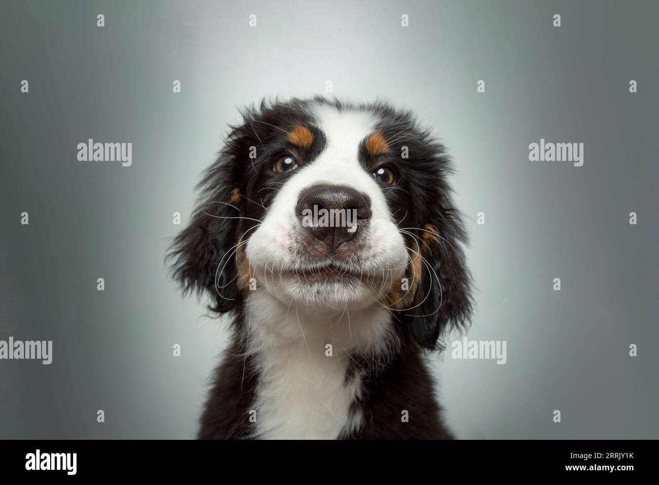 Berner Bergmolkerwelpe im Fotostudio Stockfoto