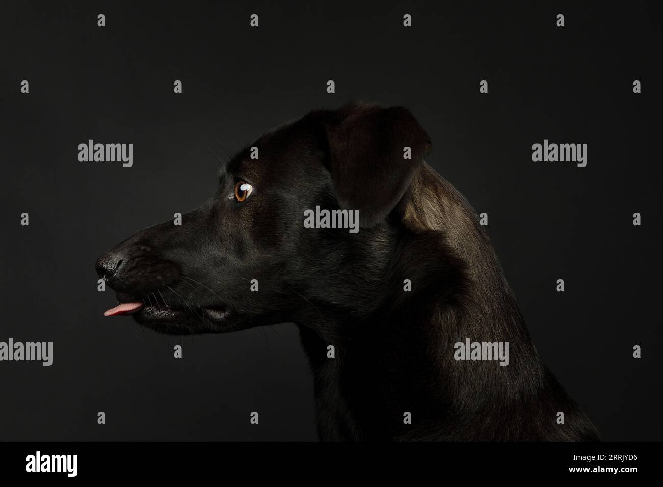 Tierschutzhund im Studio, mit ausgestreckter Zunge, Porträt, seitlich Stockfoto