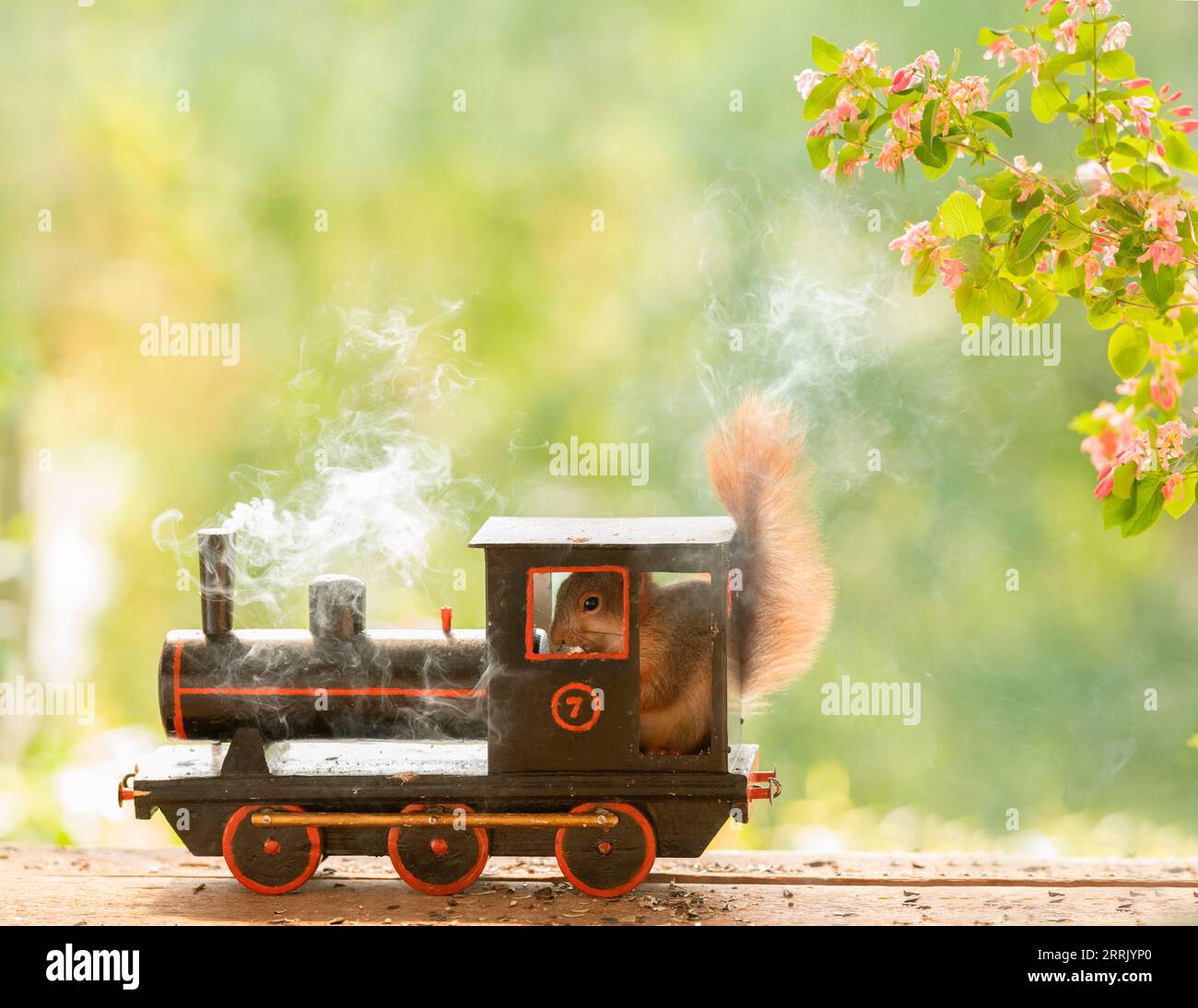 Rotes Eichhörnchen mit Zug und Rauch Stockfoto