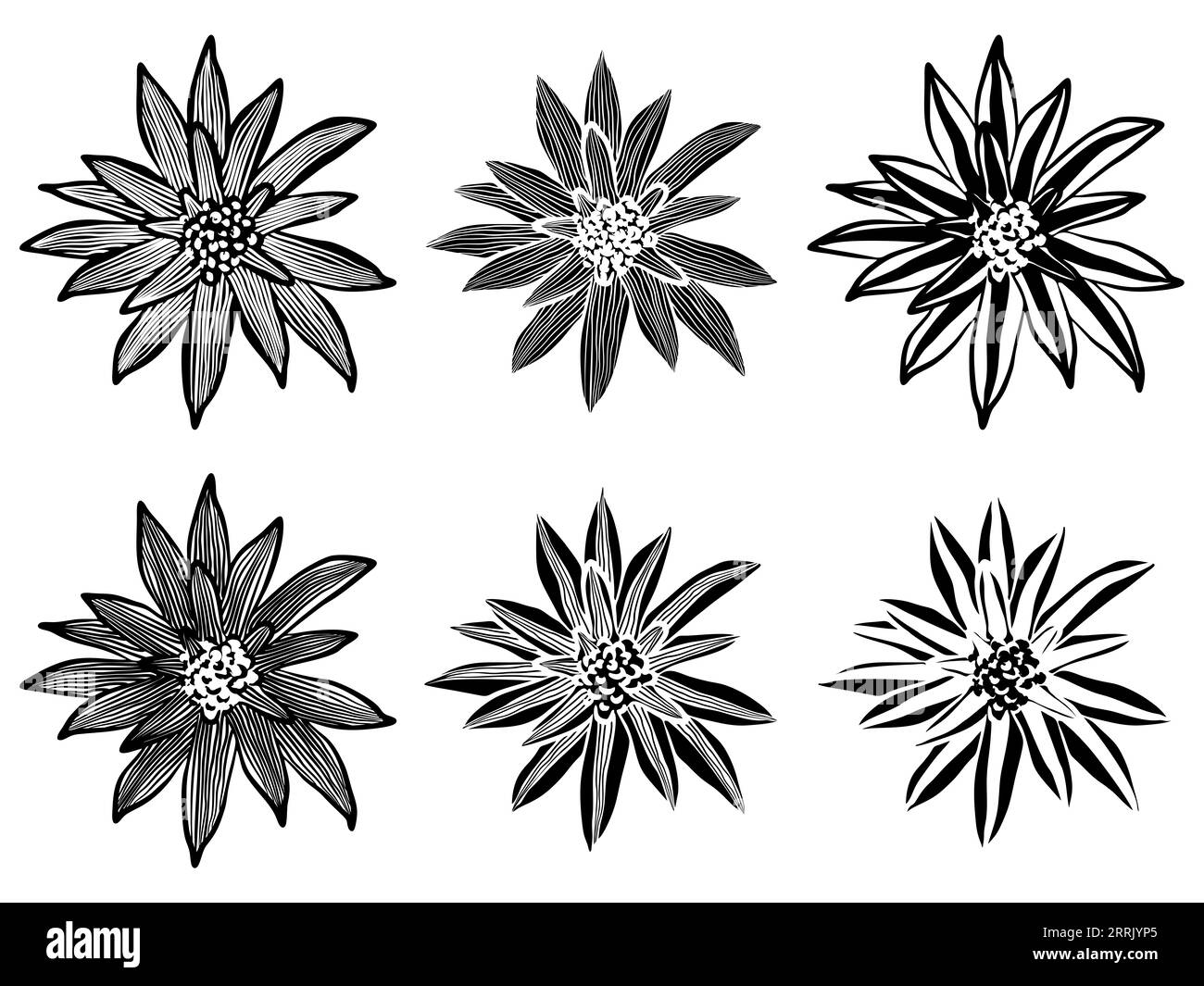 Llustration von Bromelien in schwarz-weißer, positiver und negativer Version Stockfoto