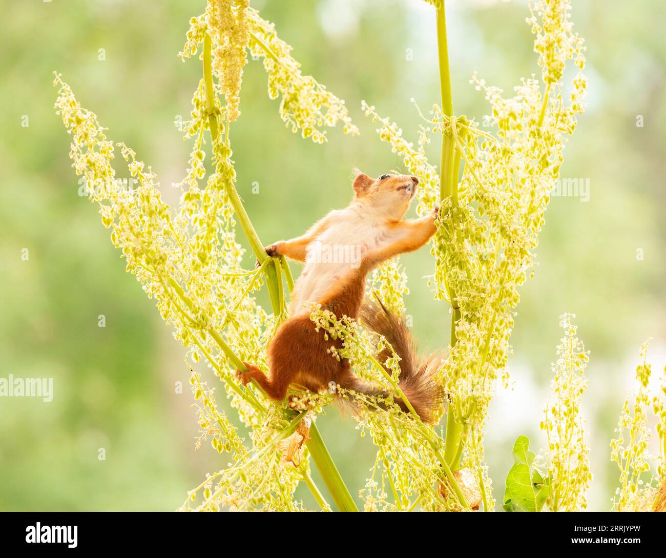 Eichhörnchen mit Rhabarberblütenzweigen Stockfoto
