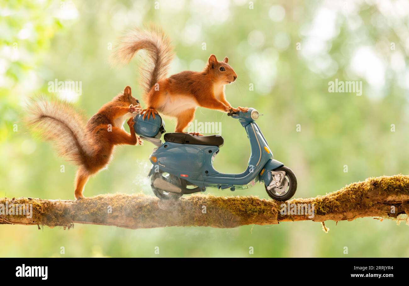 Rote Eichhörnchen mit Motorroller auf einem Ast Stockfoto