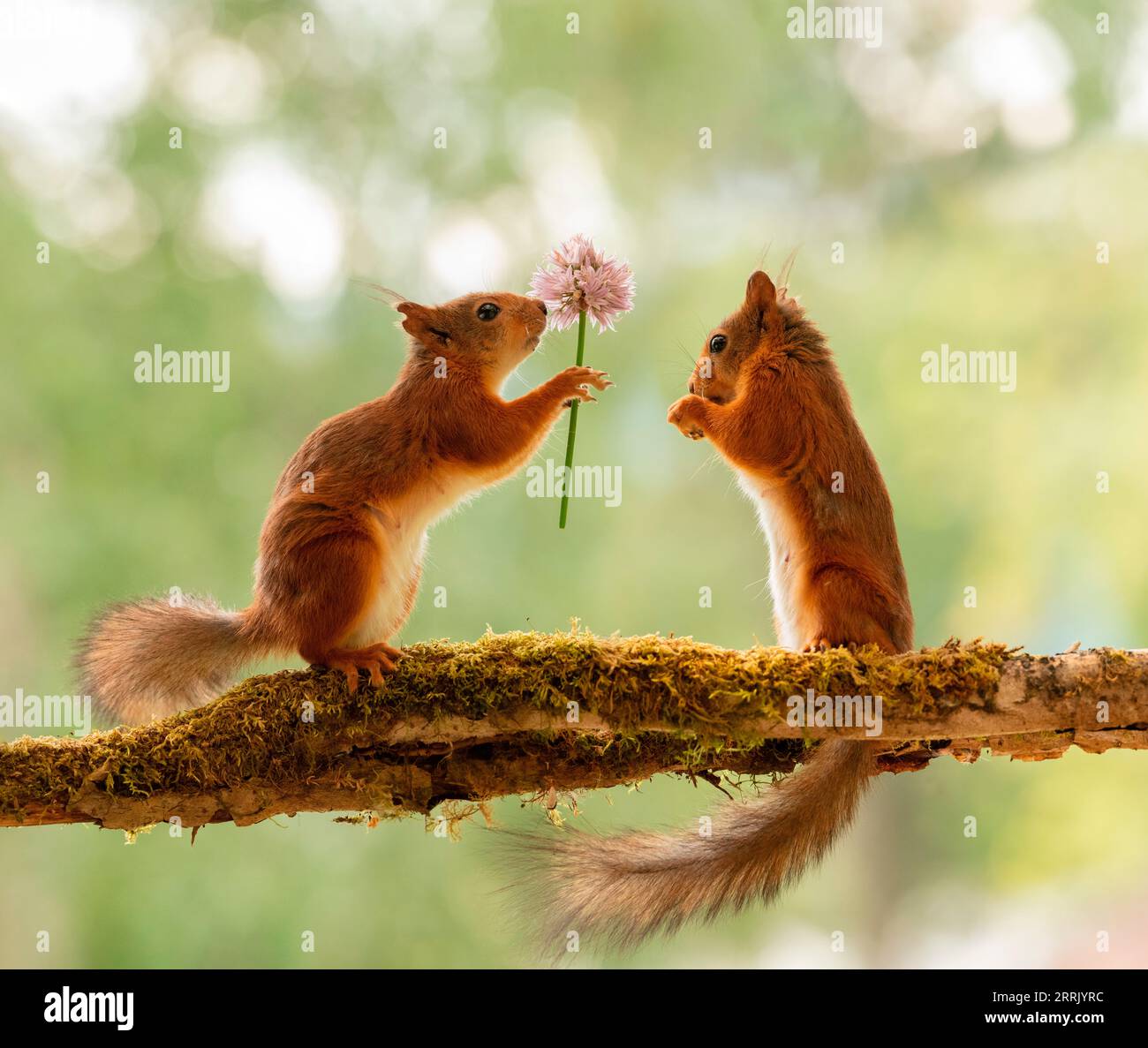 Rote Eichhörnchen mit Schnittlauch Stockfoto