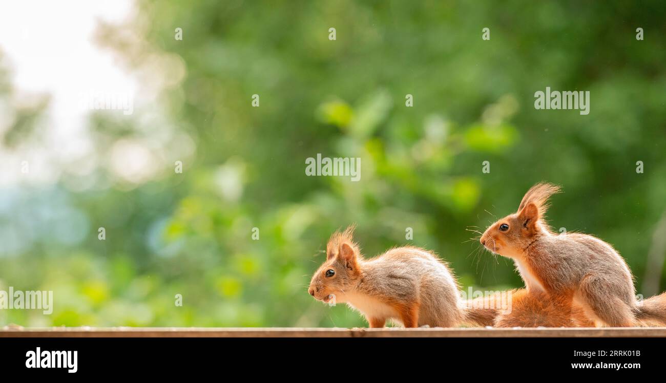Junge rote Eichhörnchen stehen zusammen Stockfoto