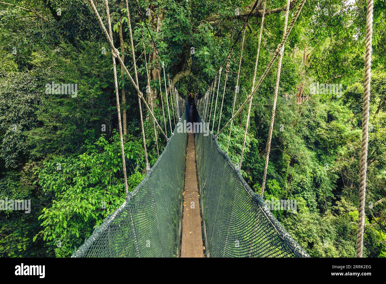 Baldachin im National Kinabalu Park, Taman Negara Kinabalu, in Sabah, Malaysia Stockfoto