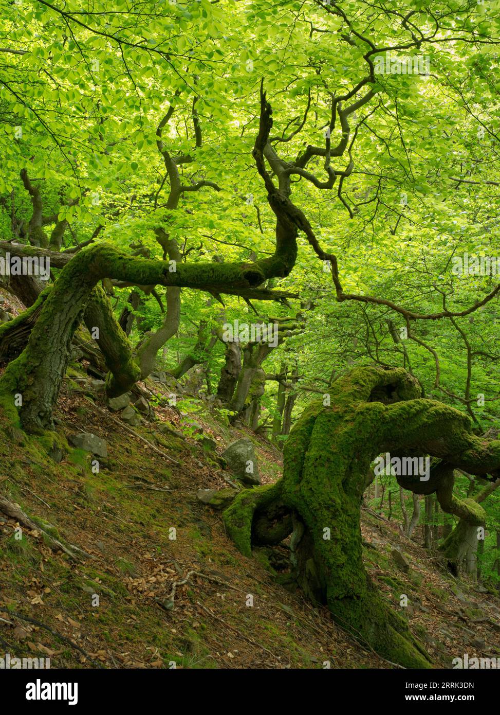 Skurrile Baumformen am Berghang, Hagenstein, Kellerwald Nationalpark Stockfoto