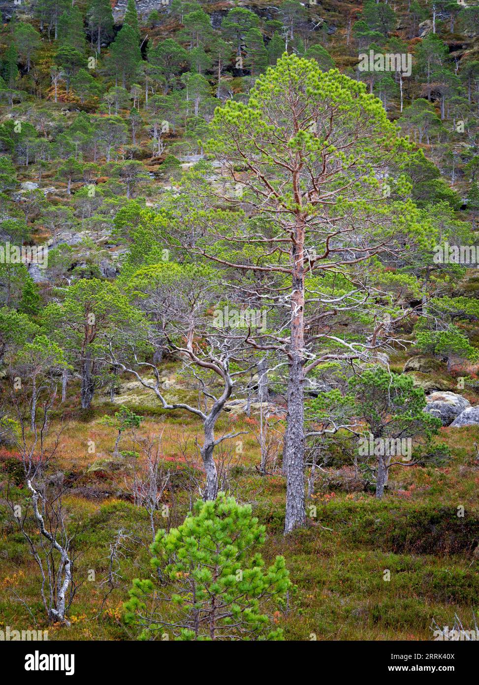 Kiefer im Küstenwald nördlich von Bodö, Norwegen Stockfoto