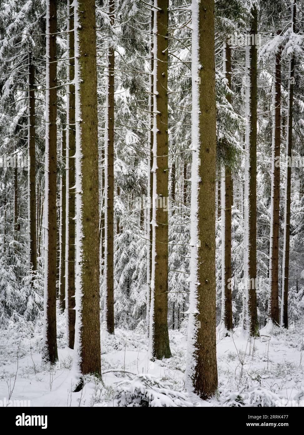 Fichtenwald im Winter, Solling Stockfoto