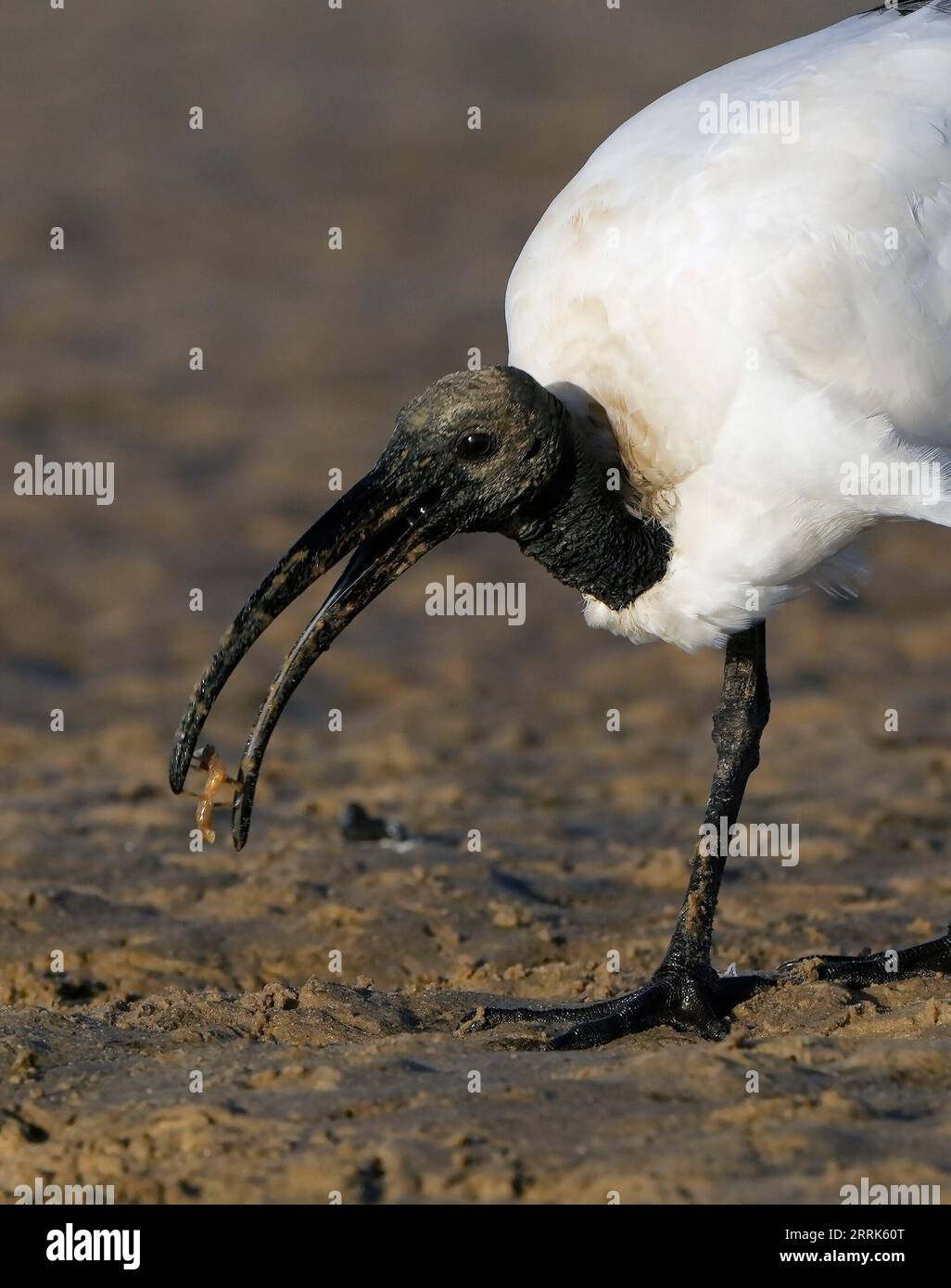 Afrikanische Heilige Ibis (Threskiornis aethiopicus), die sich von Schlammgarnelen ernähren, Bot River Lagune, Overberg, Südafrika. Stockfoto