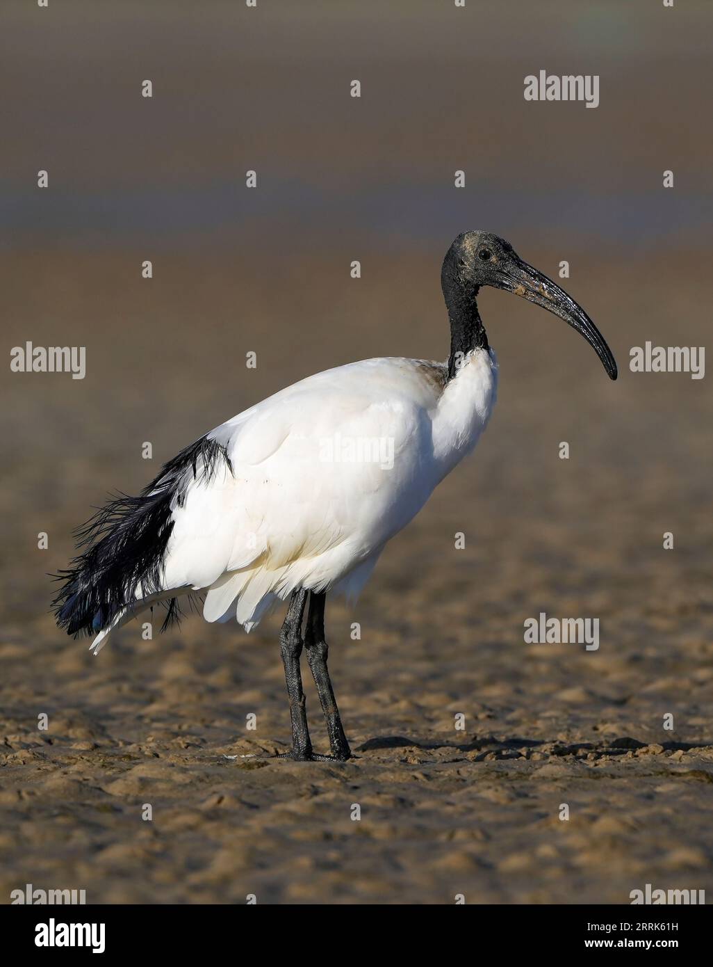 African Sacred Ibis (Threskiornis aethiopicus), Bot River Lagune, Overberg, Südafrika. Stockfoto