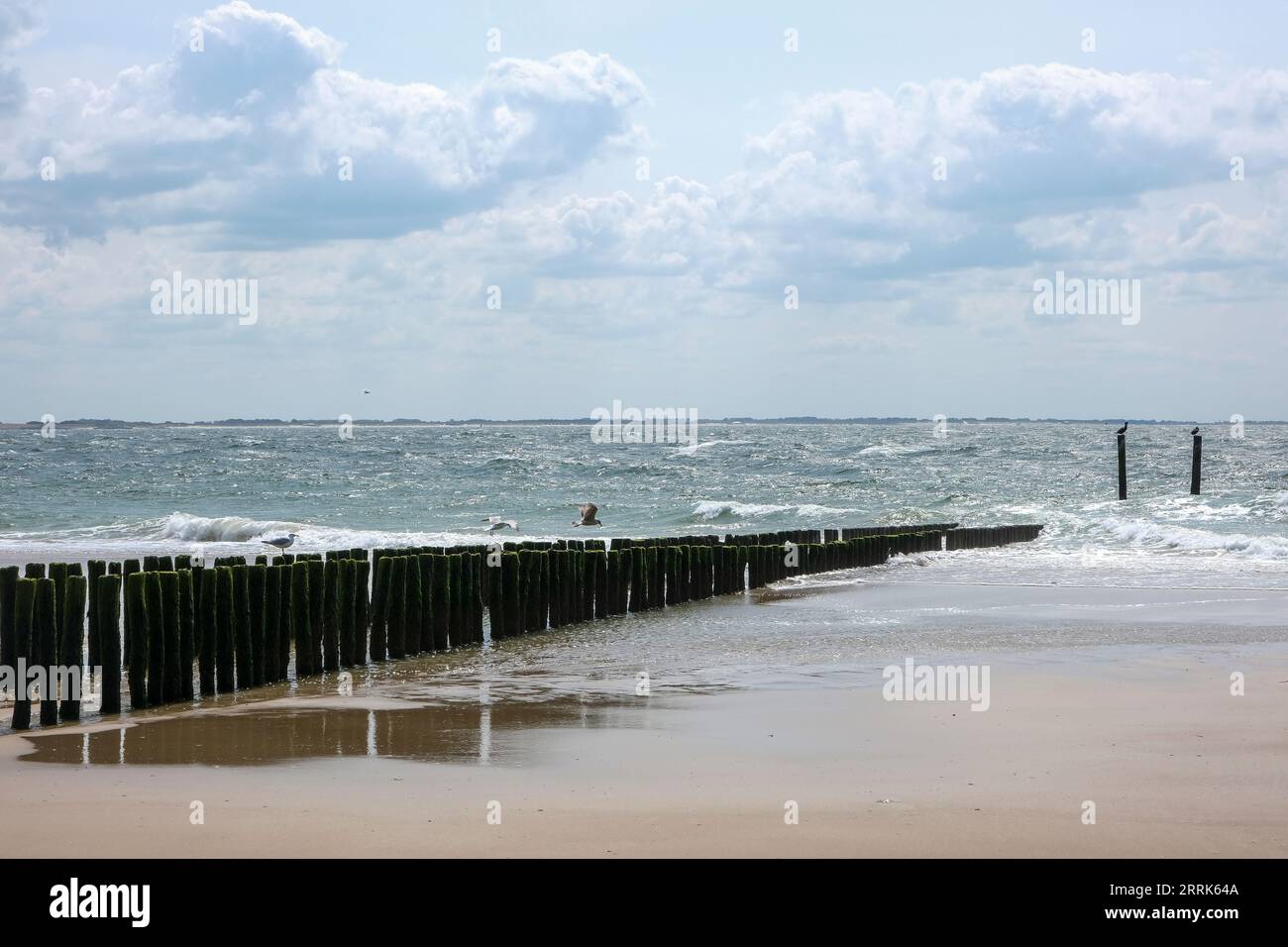 Vlissingen, Zeeland, Niederlande - Sandstrand mit Holzbächen, Hafenstadt an der Südküste der Halbinsel Walcheren in der niederländischen Provinz Zeeland. Stockfoto