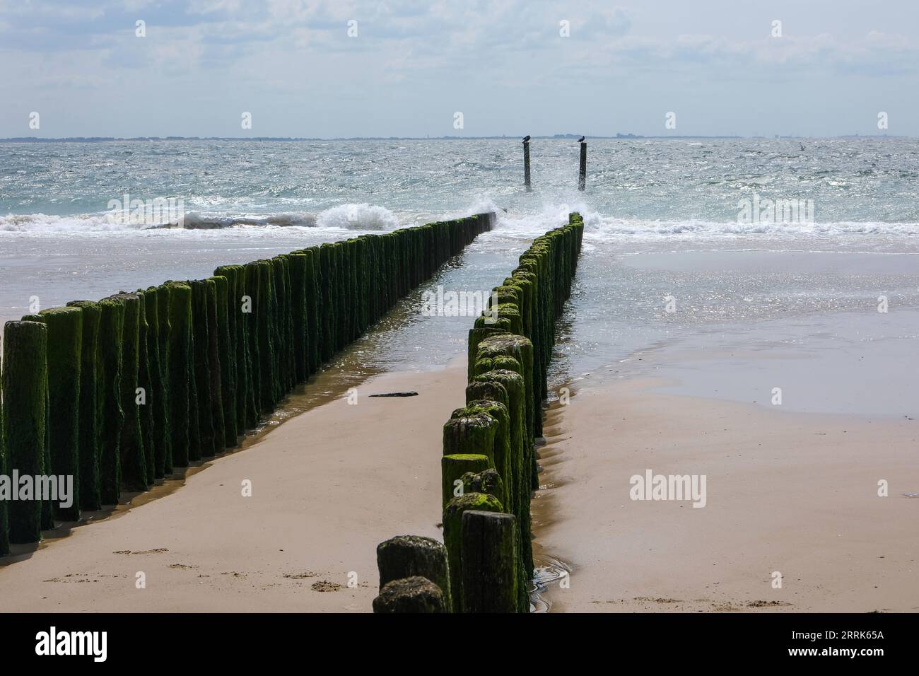 Vlissingen, Neuseeland, Niederlande - Sandstrand mit hölzernen Wellenbrechern, Hafenstadt an der Südküste der Halbinsel Walcheren in der niederländischen Provinz Zeeland. Stockfoto
