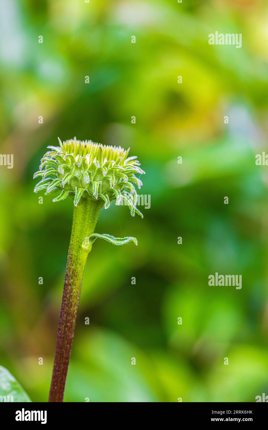 Violetter Coneflower, Echinacea purpurea, Knospe, Nahaufnahme Stockfoto