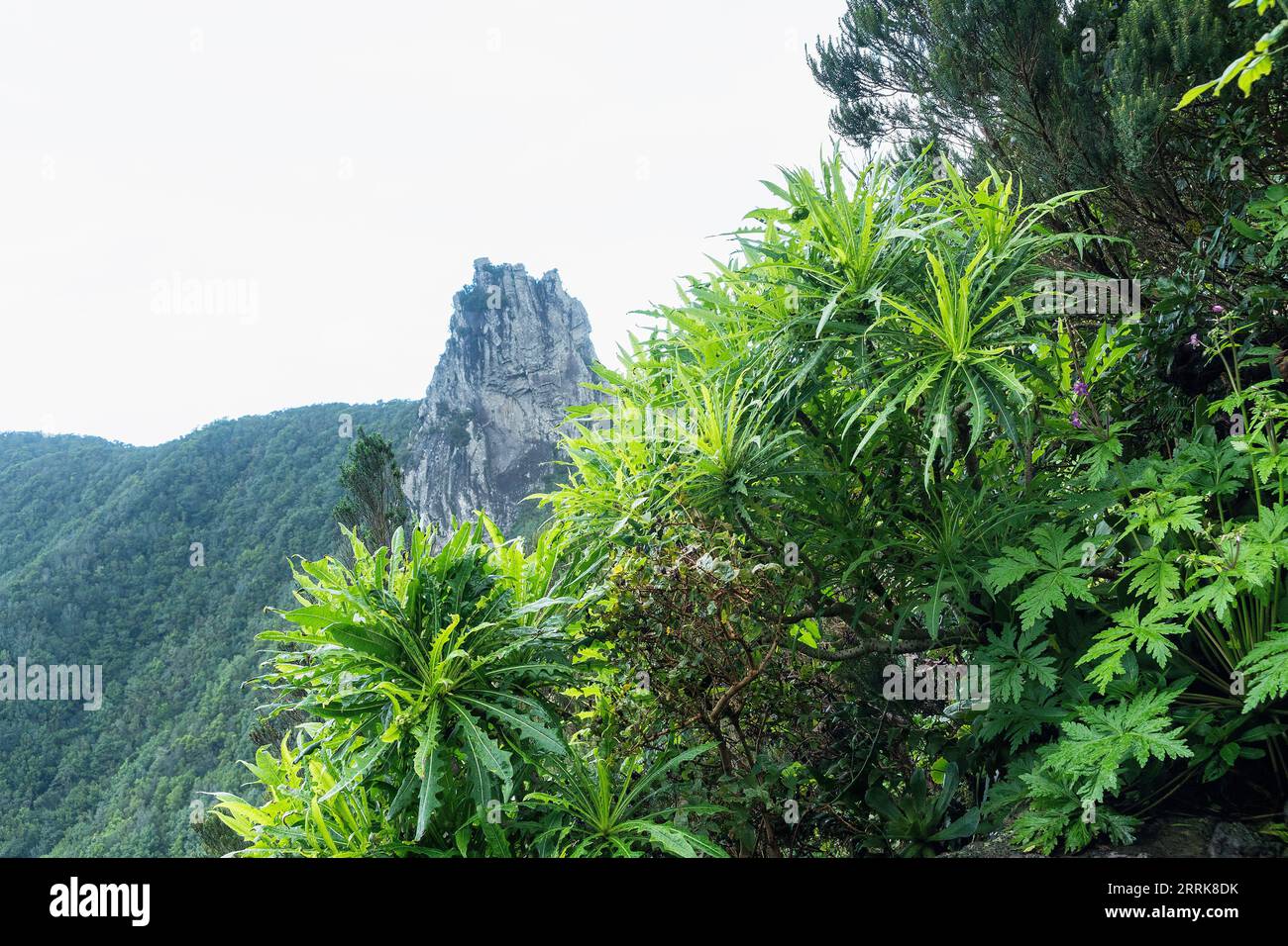 Teneriffa, Kanarische Inseln, Anaga Berge, Blick, Felsen, Eberdistel, Sonchus acaulis Stockfoto