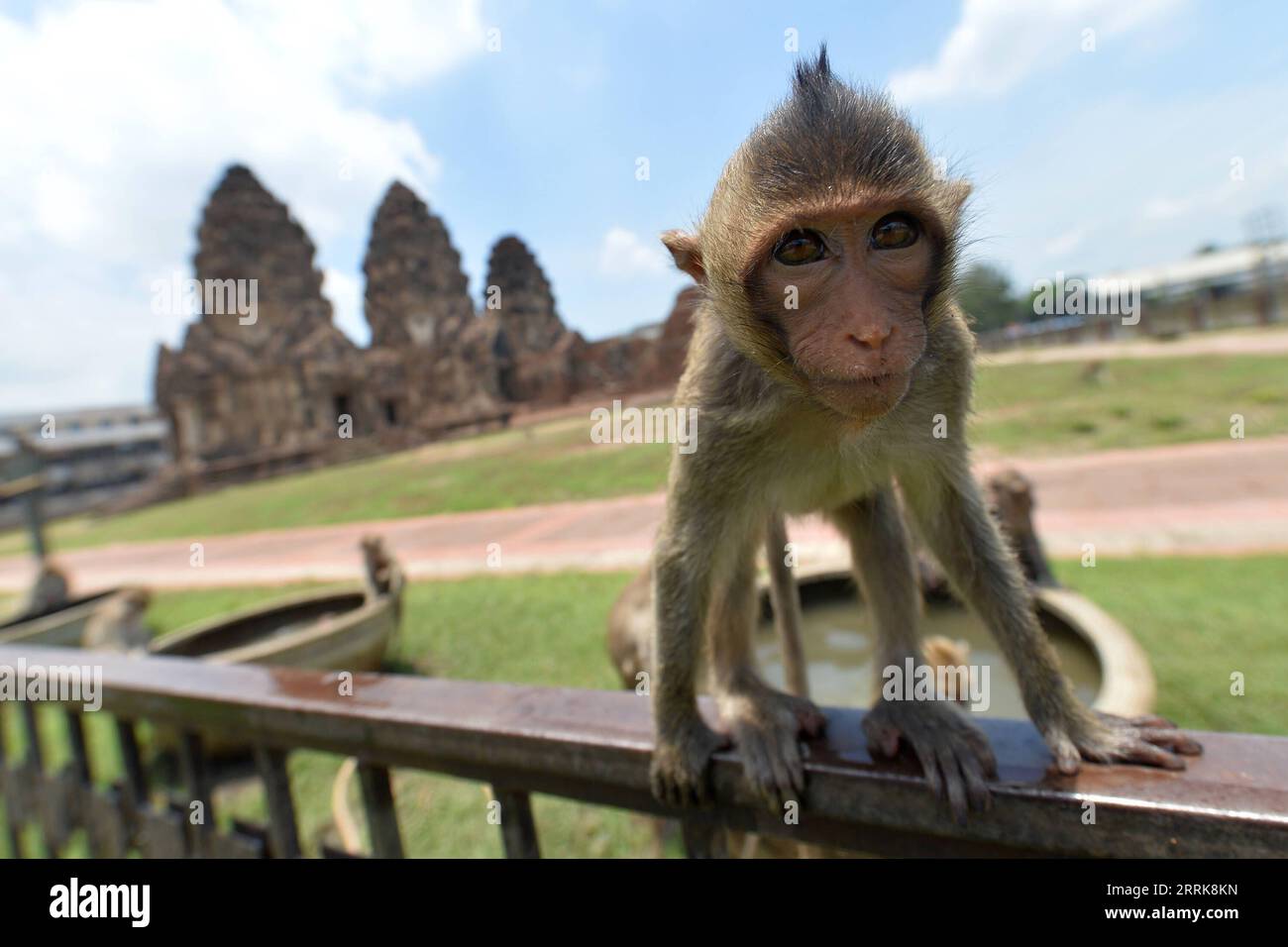 220824 -- LOPBURI, 24. August 2022 -- Ein Affe wird am 24. August 2022 in Lopburi, Thailand gesehen. Thailands Provinz Lopburi ist berühmt für eine große Anzahl von Affen, die jedes Jahr zahlreiche Touristen anziehen. THAILAND-LOPBURI-AFFEN RachenxSageamsak PUBLICATIONxNOTxINxCHN Stockfoto