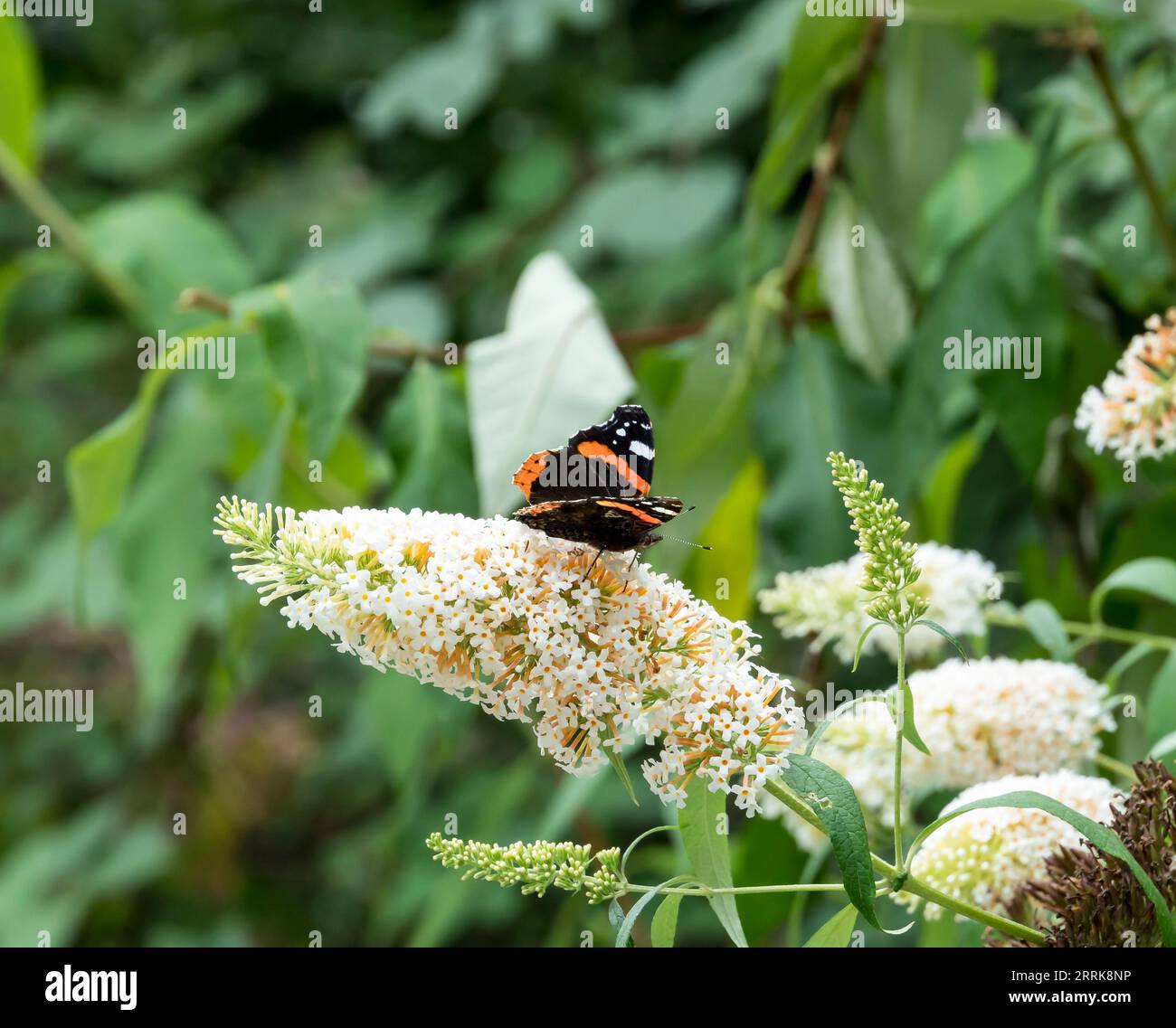 Rotadmiral-Schmetterling, der sich von der weißen Buddleja-Blume ernährt. Stockfoto