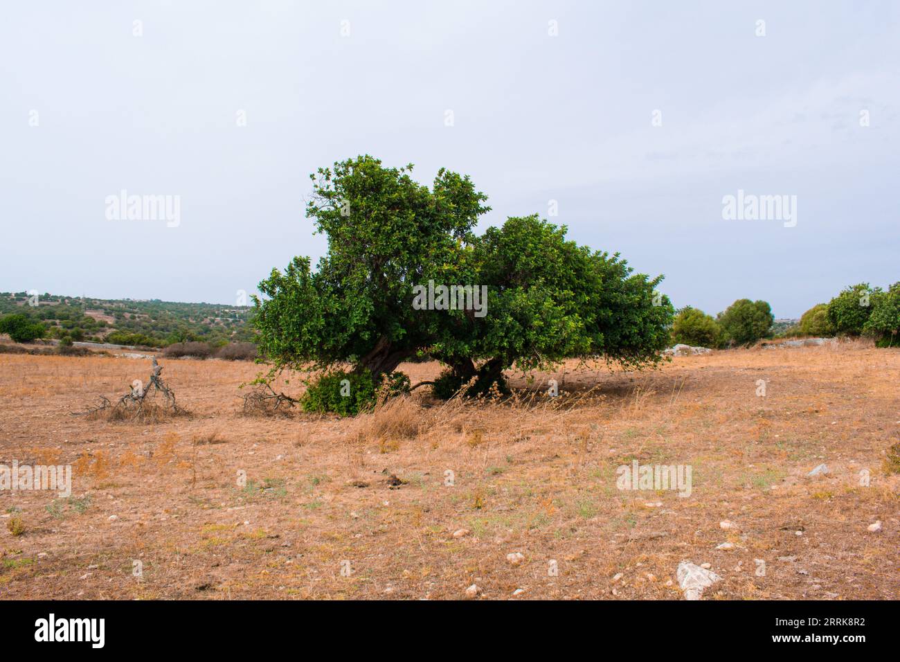 Dieses Foto fängt die Majestät eines alten Johannisbrotbaums ein, ein Symbol für Stärke und Belastbarkeit, in der malerischen sizilianischen Landschaft. Stockfoto