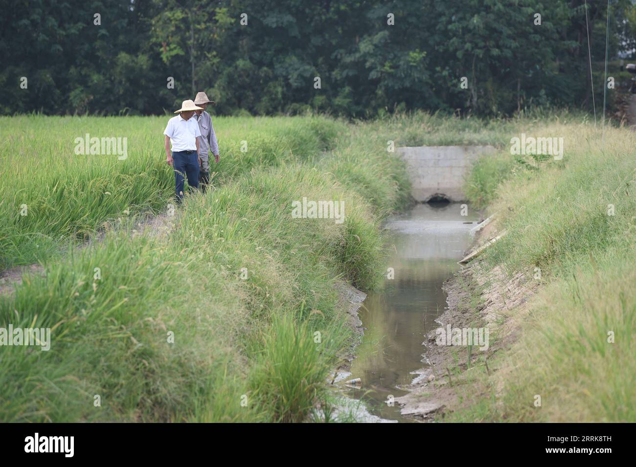220824 -- WUHU, 24. August 2022 -- Ein Bauer überprüft einen Bewässerungskanal in der Stadt Xingang, Bezirk Fanchang der Stadt Wuhu, ostchinesische Provinz Anhui, 23. August 2022. Hohe Temperaturen und der Mangel an Regen im Yangtze-Becken haben in einigen Teilen des Bezirks Fanchang zu Dürre geführt. Die Einheimischen kanalisierten Wasser aus dem Yangtze-Fluss auf verschiedene Weise in das Ackerland, um die Auswirkungen der Dürre auf die landwirtschaftliche Produktion zu minimieren. CHINA-ANHUI-WUHU-DÜRRE CN ZhouxMu PUBLICATIONxNOTxINxCHN Stockfoto