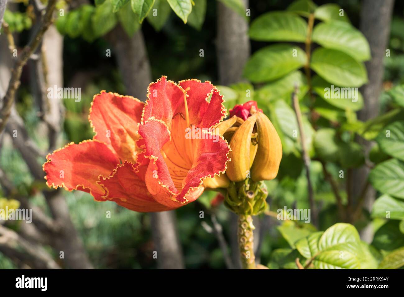 Teneriffa, Kanarische Insel, Vegetation, Garten, afrikanische Tulpe, Spathodea campanulata, blühen Stockfoto