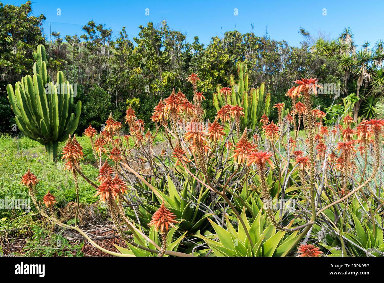 Teneriffa, Kanarische Insel, Garten, blühende echte Aloe, Aloe Vera Stockfoto