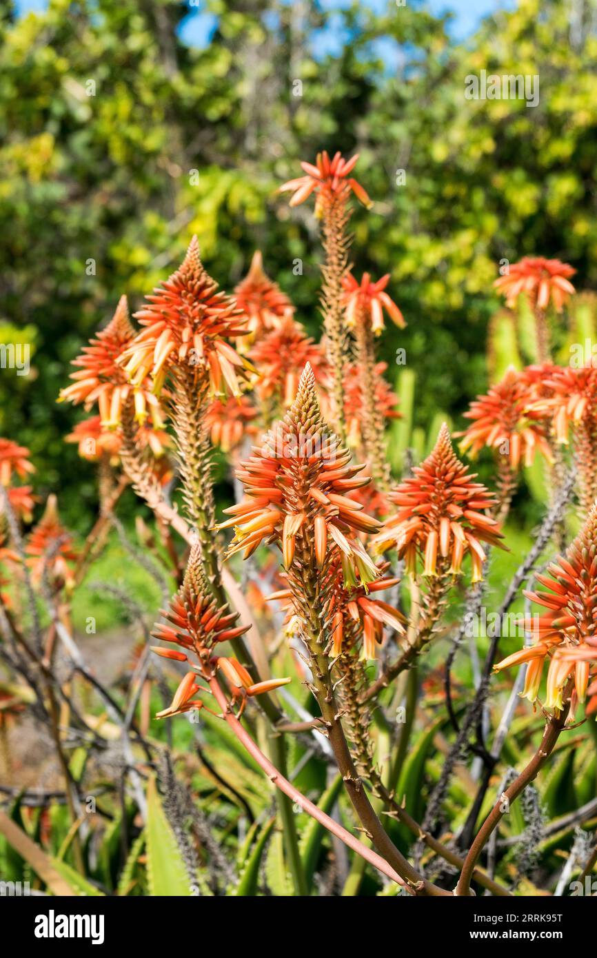 Teneriffa, Kanarische Insel, Garten, blühende echte Aloe, Aloe Vera Stockfoto