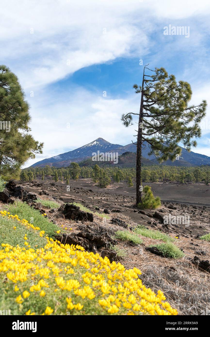 Teneriffa, Kanarische Insel, Nationalpark Pico del Teide, vulkanische Landschaft Stockfoto