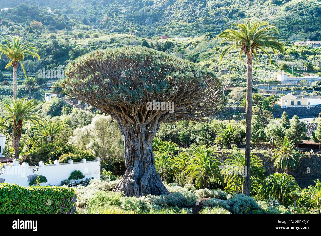 Teneriffa, Icod de los Vinos, Parque del Drago, Drachenbaum Stockfoto