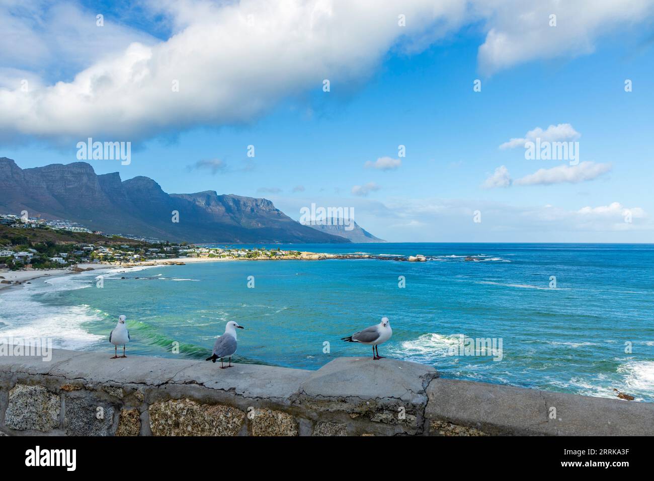 Clifton Beach in Kapstadt am Morgen, Südafrika, Atlantik, blauer Himmel mit Wolken, 12 Apostel, 3 Möwen sitzen an der Wand Stockfoto