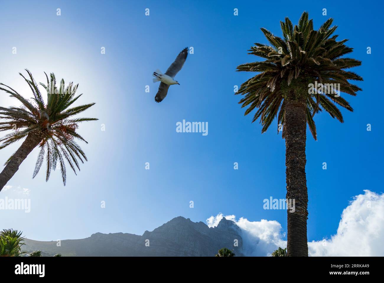 Südafrika, Kapstadt, Möwe im Flug, Tafelberg, Palmen, blauer Himmel Stockfoto