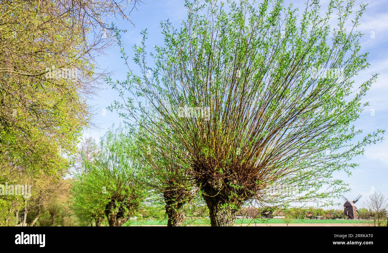Pollard Weiden Baum in einer Reihe entlang der Landstraße mit jungen Zweigen gepflanzt Stockfoto