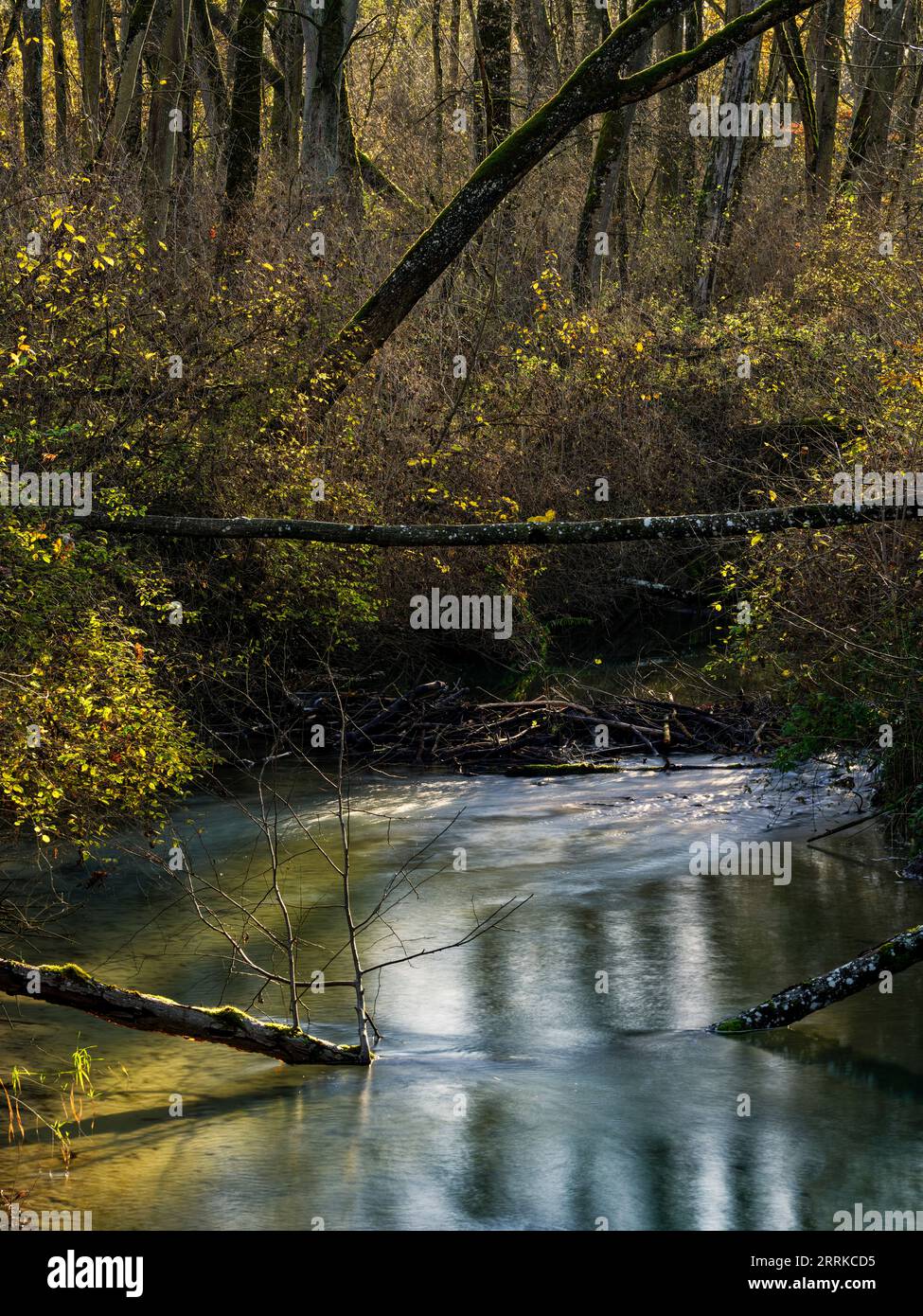 In den Lech-Auen im Mündungsgebiet Niederschönenfeld, Stockfoto