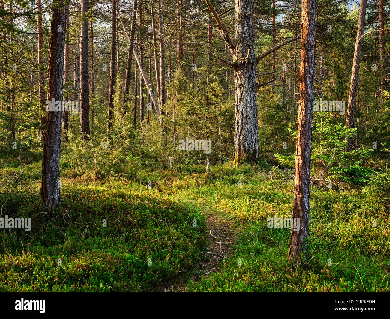 Sonnenaufgang am Tiroler Lech, an der Johannes-Brücke bei Weißenbach. Stockfoto