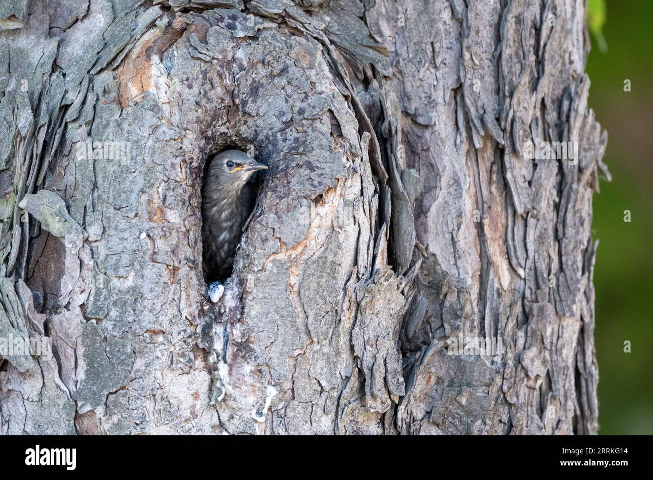 Starling (Sturnus vulgaris), Nesthöhle mit Jungen. Stockfoto