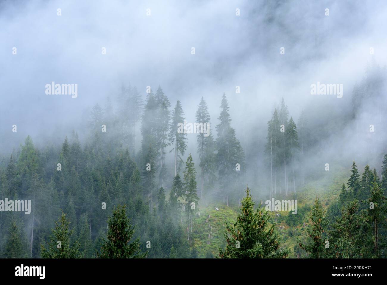 Österreich, Tirol, Zillertal, bewölkter Nadelwald im Hintertuxtal. Stockfoto