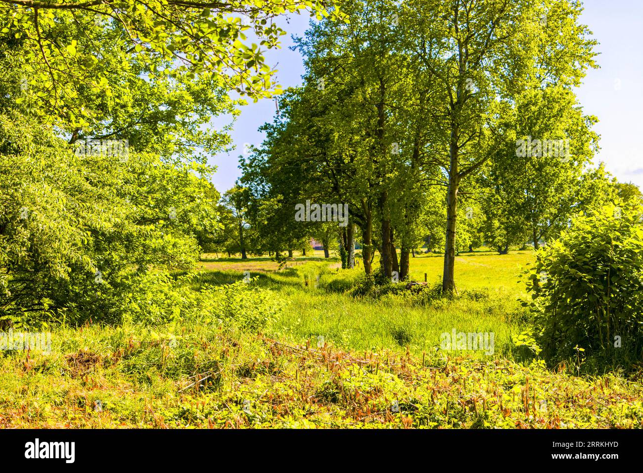 parklandschaft mit Baumgruppen und bewachsenen Wasserläufen, die durch landwirtschaftliche Nutzung entstanden sind Stockfoto